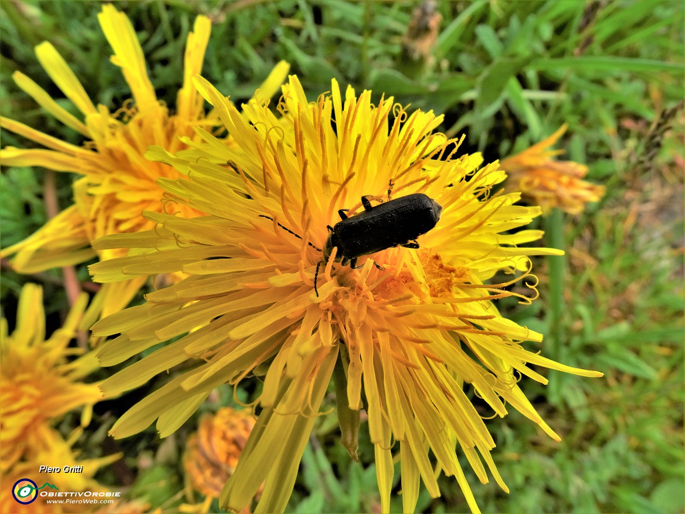 40 Taraxacum officinale (Tarassaco comune) con ospite in affondo.JPG